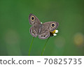 Butterfly on flower in a meadow 70825735