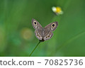 Butterfly on flower in a meadow 70825736