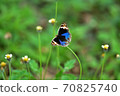 Butterfly on flower in a meadow 70825740