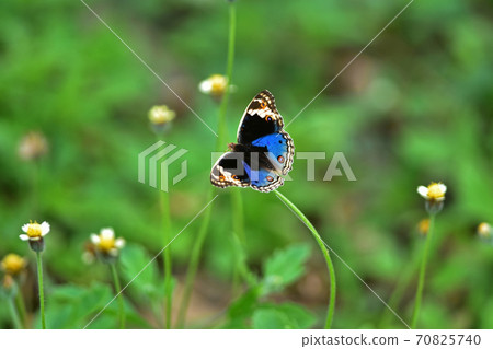 Butterfly on flower in a meadow 70825740