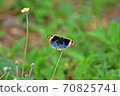 Butterfly on flower in a meadow 70825741