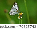 Butterfly on flower in a meadow 70825742