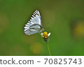 Butterfly on flower in a meadow 70825743