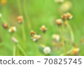 Blurred of flowers background in nature. 70825745