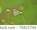 Butterfly on flower in a meadow 70825746