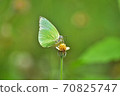 Butterfly on flower in a meadow 70825747