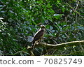 Crested Serpent Eagle resting on a perch 70825749