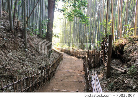 竹林小徑-Hiyodori-zaka- 竹林小徑-Hiyodori-zaka- 70825807