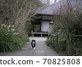 A cat walking around the precincts of Meigetsuin to see the arrival of spring 70825808