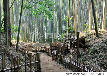 竹林小徑-Hiyodori-zaka- 70825811