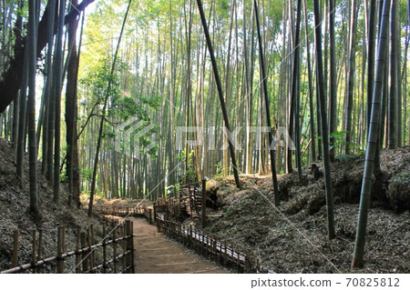 竹林小徑-Hiyodori-zaka- 竹林小徑-Hiyodori-zaka- 70825812