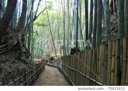 竹林小徑-Hiyodori-zaka- 竹林小徑-Hiyodori-zaka- 70825813