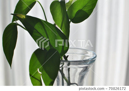 波托葉生長在水罐裡 波托葉生長在水罐裡 70826172