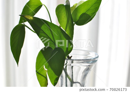 波托葉生長在水罐裡 70826173