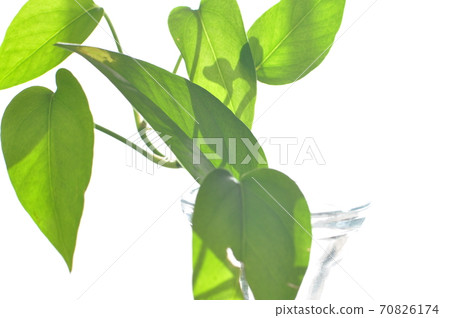 波托葉生長在水罐裡 波托葉生長在水罐裡 70826174