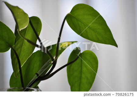 波托葉生長在水罐裡 70826175