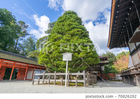 Shimogamo神社 70826202