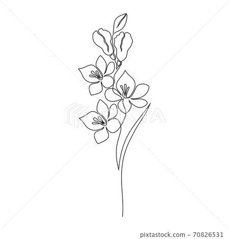 Freesia flower on white Freesia flower on white 70826531