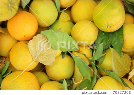 Pile of freshly picked orange fruits close up. 70827208