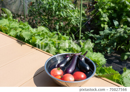 Harvested summer vegetables chilled in a bowl filled with water (July) Home garden Harvested summer vegetables chilled in a bowl filled with water (July) Home garden 70827566