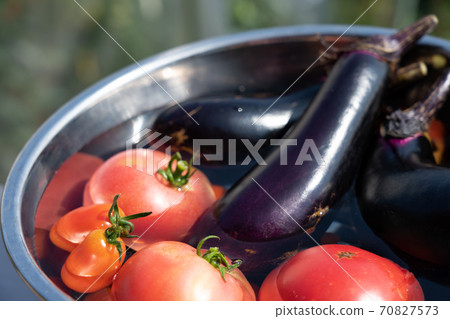 Harvested summer vegetables chilled in a bowl filled with water (July) Home garden 70827573