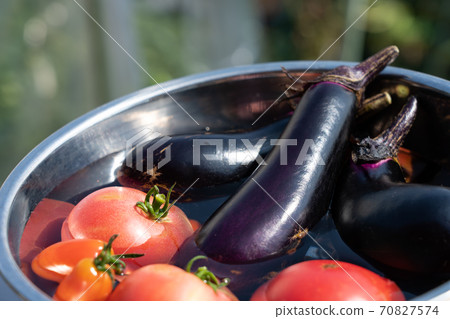 Harvested summer vegetables chilled in a bowl filled with water (July) Home garden 70827574