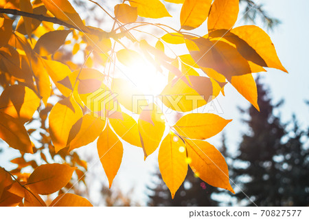 Sunlight breaks through the yellow autumn leaves of the trees Sunlight breaks through the yellow autumn leaves of the trees 70827577