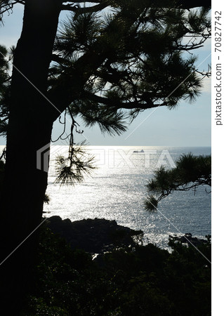 Cape Shio /晨光和松樹 70827742