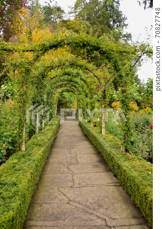 Autumn flowerless vine rose tunnel Victoria British Columbia Canada 70827748
