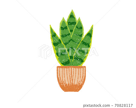 Sansberia，蠟筆觸的葉子植物的插圖 70828117