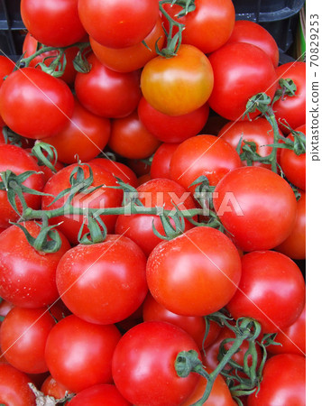 Tomato Tomato 70829253