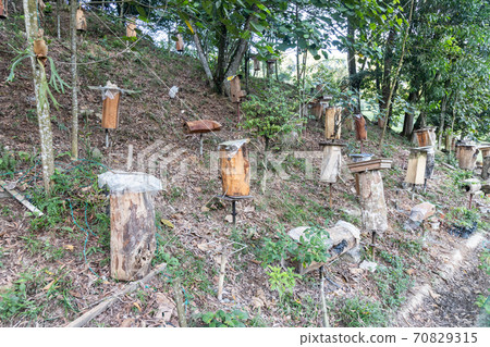 Kelulut honey stingless bee cultivation in Malaysia Kelulut honey stingless bee cultivation in Malaysia 70829315