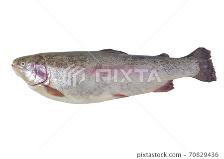 Trout Trout 70829436