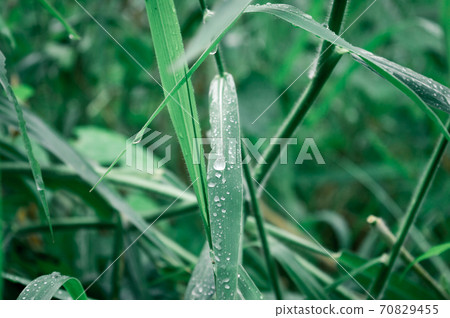 Raindrops on leaf. Rain drop on Leaves. Extreme Close up of rain water dew droplets on blade of grass. Sunlight reflection. Winter rainy season. Beauty in nature abstract background. Macro photography Raindrops on leaf. Rain drop on Leaves. Extreme Close up of rain water dew droplets on blade of grass. Sunlight reflection. Winter rainy season. Beauty in nature abstract background. Macro photography 70829455