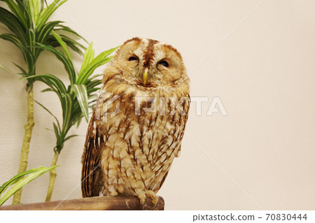 Tawny owl popular as a pet 70830444