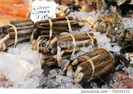 Razor clams Razor clams 70830535