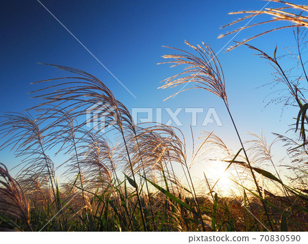 Miscanthus grassland autumn dusk 70830590