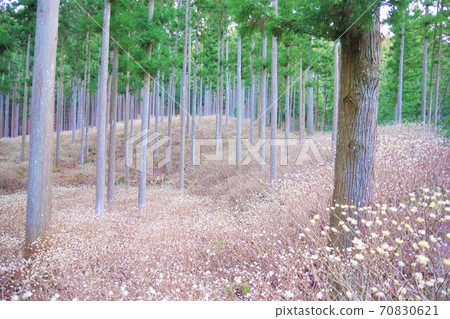 Misugi Town, Tsu City, Mie Prefecture Mitsumata colony (state of buds) Misugi Town, Tsu City, Mie Prefecture Mitsumata colony (state of buds) 70830621