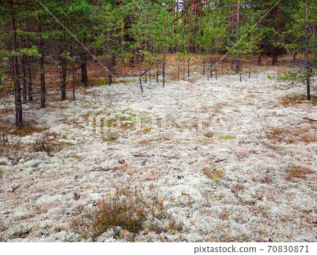 Autumn white moss in a pine forest 70830871