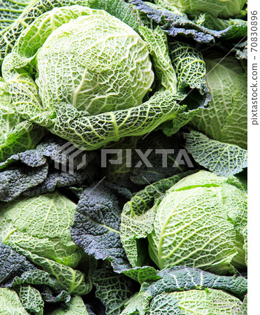 Savoy Cabbage Savoy Cabbage 70830896