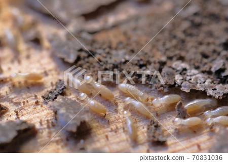 散佈木材的白蟻（大和白蟻） 70831036