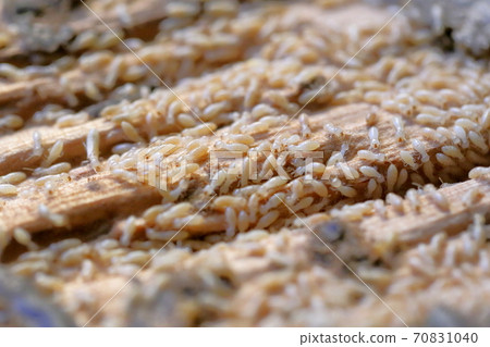 白蟻在地板上成群結隊(大和白蟻) 白蟻在地板上成群結隊(大和白蟻) 70831040