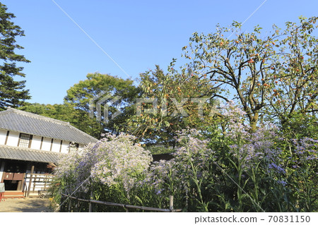 A garden where persimmon trees and Zion bloom 70831150