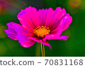 Cosmos 70831168