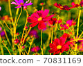 Cosmos 70831169