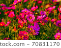  Cosmos field 70831170