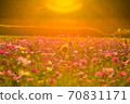 Cosmos field 70831171