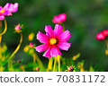 Cosmos 70831172