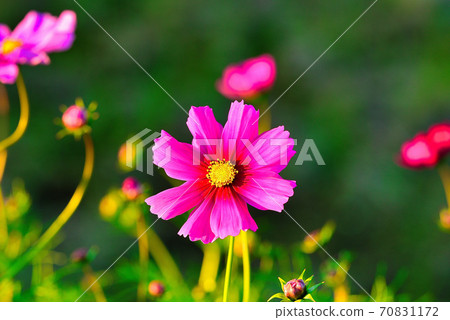 Cosmos Cosmos 70831172