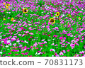 Cosmos and sunflowers 70831173